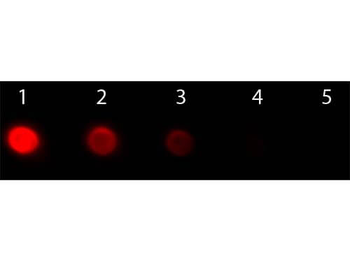 F(ab')2 Human IgG F(ab')2 Antibody Phycoerythrin Conjugated Pre-Adsorbed