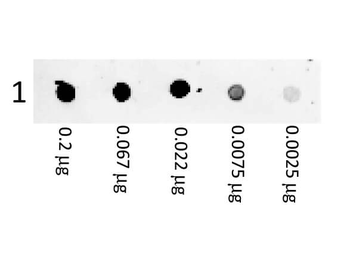 F(ab')2 Mouse IgG (H&L) Antibody Phycoerythrin conjugated Pre-adsorbed