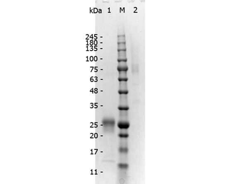F(ab')2 Mouse IgG (H&L) Antibody Pre-Adsorbed