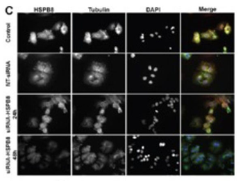 F(ab')2 Mouse IgG (H&L) Antibody Fluorescein Conjugated Pre-Adsorbed