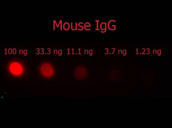 F(ab')2 Mouse IgG (H&L) Antibody Phycoerythrin Conjugated Pre-Adsorbed