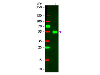 F(ab')2 Rabbit IgG Antibody Rhodamine Conjugated Pre-Adsorbed