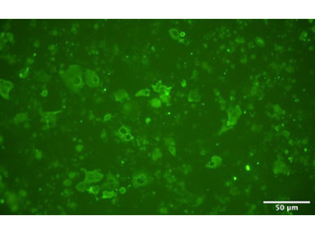 F(ab')2 Rabbit IgG (H&L) Antibody Fluorescein Conjugated Pre-Adsorbed
