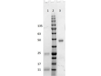 Fab Human IgG (H&L) Antibody