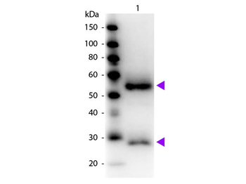 Fab Mouse IgG (H&L) Antibody Peroxidase Conjugated