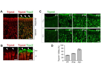 Fab Rabbit IgG (H&L) Antibody