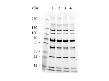 Protein Molecular Weight Marker