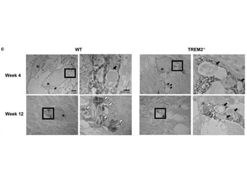 Streptavidin Peroxidase Conjugated