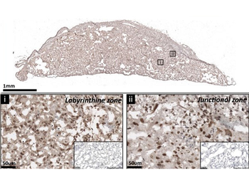 Streptavidin Peroxidase Conjugated