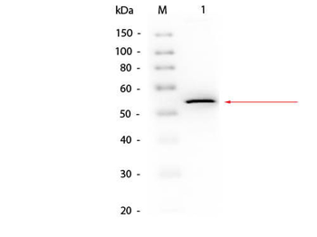 Streptavidin Peroxidase Conjugated