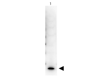 Streptavidin Peroxidase Conjugated