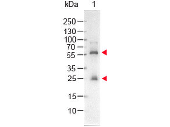 Streptavidin Alkaline Phosphatase Conjugated