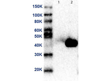 MEK2 N-Term Antibody Biotin