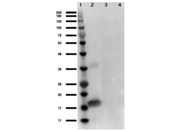 IL1A Antibody