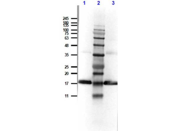 IL1RN Antibody