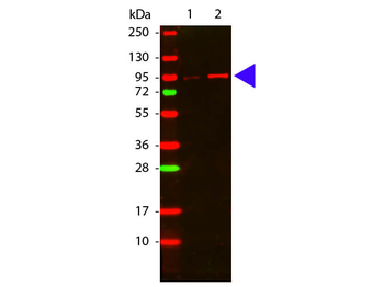 AKT phospho T308 Antibody