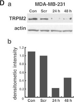 Beta Actin Antibody