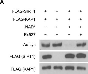 Lysine Acetylated Antibody