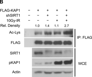 Lysine Acetylated Antibody