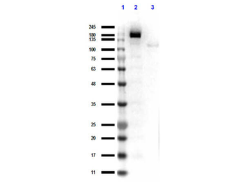 Cas 9 Antibody