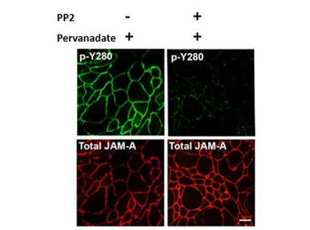 JAM A phospho Y280 Antibody