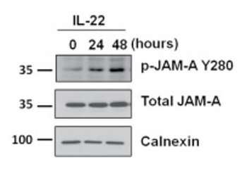 JAM A phospho Y280 Antibody
