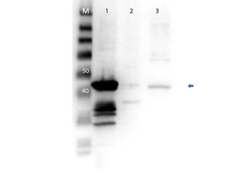 MEK1 N-Term Antibody