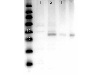MEK2 N-Term Antibody