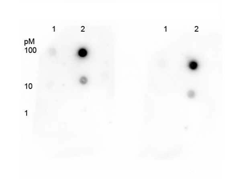TP53 Antibody