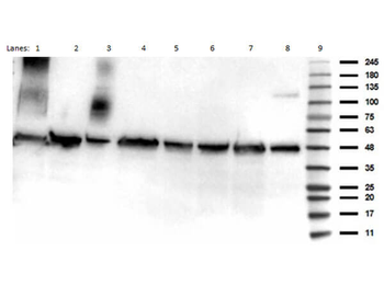 TP53 Antibody