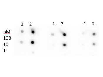 TP53 Antibody