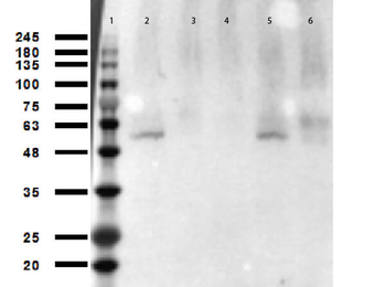 TP53 Antibody