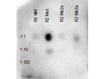 Histone H3 R2me1 Antibody