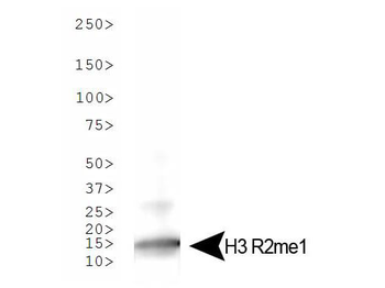 Histone H3 R2me1 Antibody