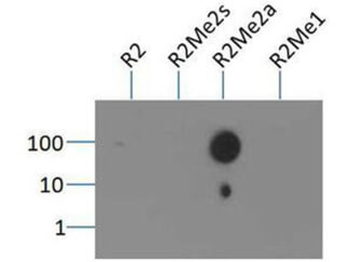 Histone H3 R2me2a Antibody
