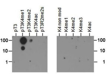 Histone H3 K4me1/phospho T3 Antibody