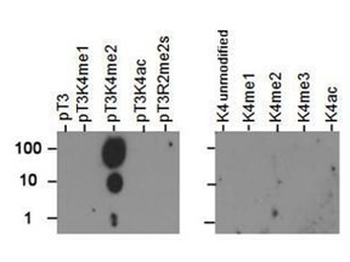 Histone H3 K4me2/phospho T3 Antibody