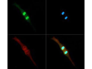 Histone H3 K4me2/phospho T3 Antibody
