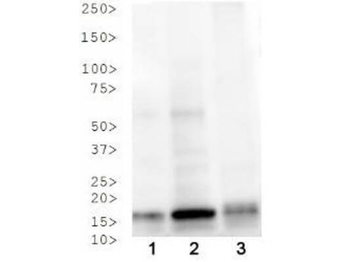 Histone H3 phospho T3/K4ac Antibody