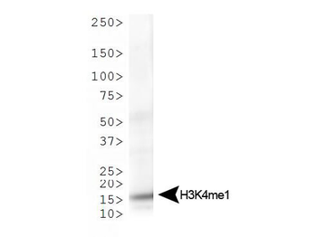 Histone H3 K4me1 Antibody