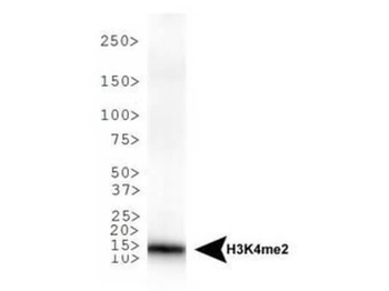 Histone H3 K4me2 Antibody