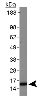 Histone H3 K4me2 Antibody