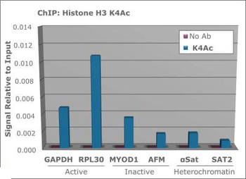 Histone H3 K4ac Antibody