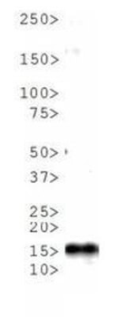 Histone H3 K4me1/phospho T6 Antibody