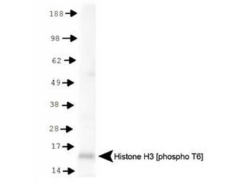 Histone H3 phospho T6 Antibody