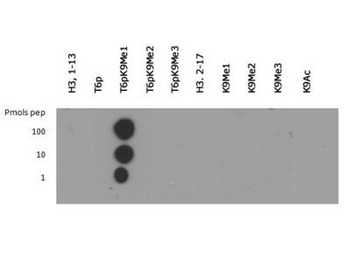 Histone H3 K9me1/phospho T6 Antibody