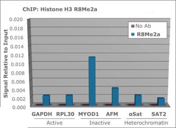 Histone H3 R8me2a Antibody