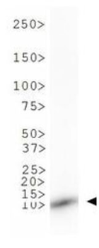 Histone H3 K9me1 Antibody