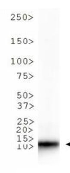 Histone H3 K9ac Antibody