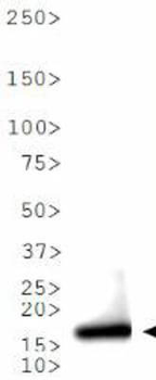 Histone H3 K9ac Antibody